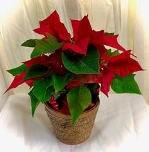 Load image into Gallery viewer, Poinsettias