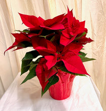 Load image into Gallery viewer, Poinsettias