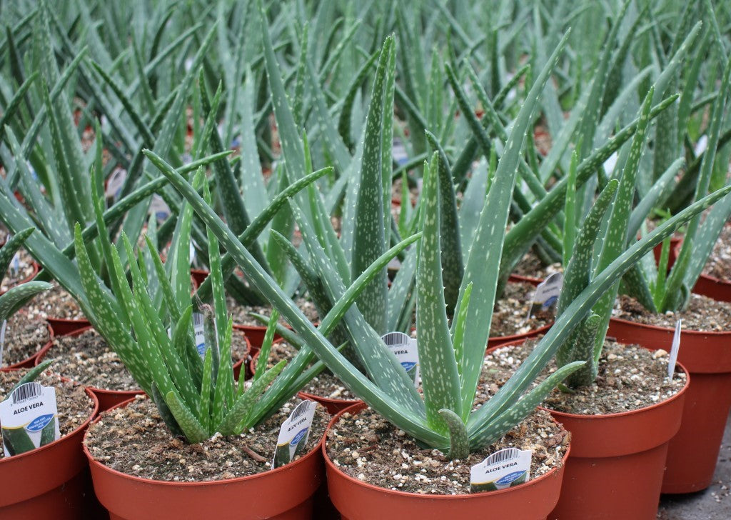 aloe vera plant toronto Aloe Vera Plants