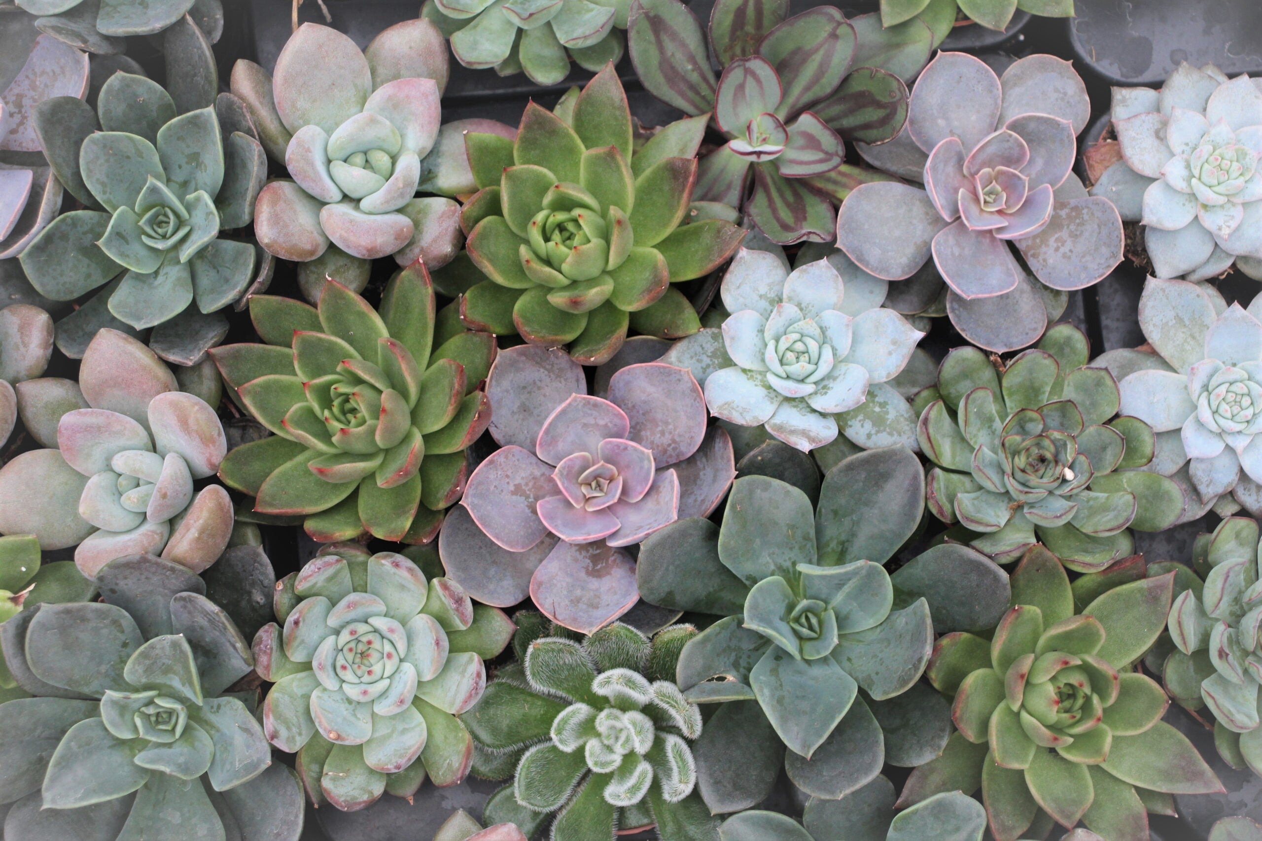 echeveria classic french trnusers サイズ2 echeveria classic french trnusers