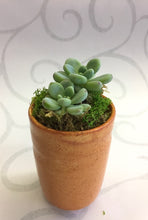 Load image into Gallery viewer, Plants - Succulents
