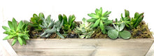 Load image into Gallery viewer, Succulent Planters
